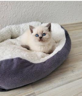 Reinrassige BKH blue point Kitten