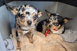 LITTLE TIM - männlich  4 Monate  16 cm  1.9 kg  Chihuahua  Gechipt