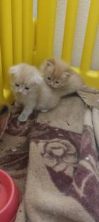 Zuckersüße Main coon/ Perser Kitten
