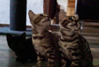 Reinrassige liebevolle Bengal Kitten mit Stammbaum
