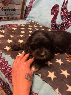CAVALIER KING CHARLES ×PUDEL WELPEN