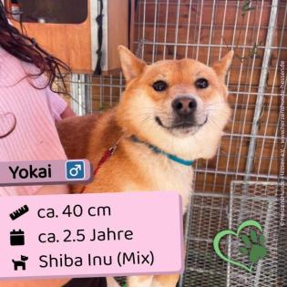 Yokai (m), 2,5 Jahre, 40cm, Slowakei (NB)