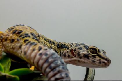 Leopardgecko 1.13.16