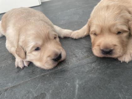 Golden Retriever Welpe