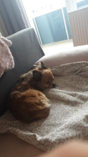 Neues zu Hause für meine 9 Jahre junge Chihuahua Dame