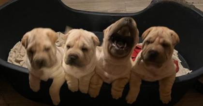 Sehr schöne Shar-Pei Welpen abzugeben!!!!