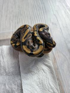 Weibliche Königspythons !!!!!!!!!!