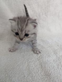 Sechs süße BKH Kitten geb. 06.05.23 suchen ab Ende Juli ein neues Zuhause
