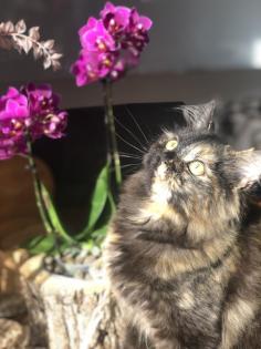 Katze Dori sucht ein liebevolles Zuhause …