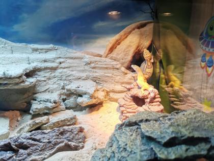 2 Leopardgeckos (weiblich) inklusive Terrarium