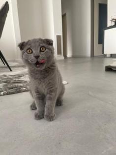 BKH-Scottish Fold Grey shaded