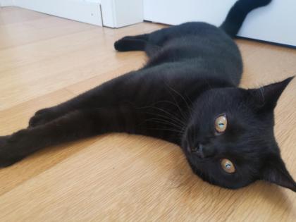 Kater BKH - schwarz/dunkelbraun - 7 Monate alt