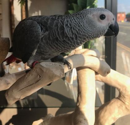 Afrikanisches Grau Papageien babys