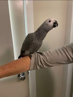 Junge Graupapagei Handzahm