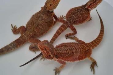 1.2 Bartagame Sandfire (and Highred) Pogona vitticeps