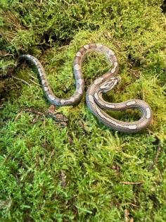 0,1 Anery Caramel Motley