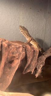 2 Leopardengecko Weibchen