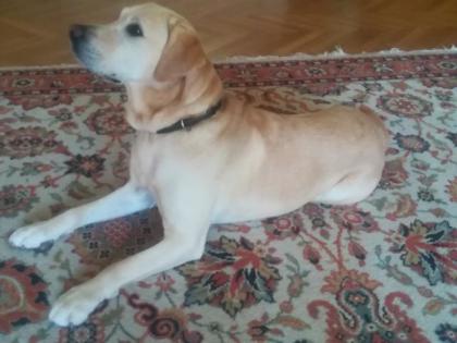 Labrador als Deckrüde