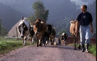 Leckerer Biokäse aus dem Schwarzwald direkt vom Biohof