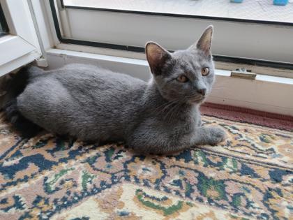 Kater , grau  4,5 Monate