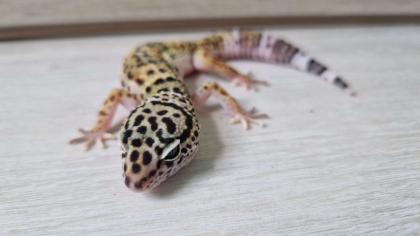 3 Leopardgecko 0.0.3 zu verkaufen