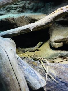 Stachelschwanzwaran (Varanus acanthurus) männlich, ca. 5 Jahre alt