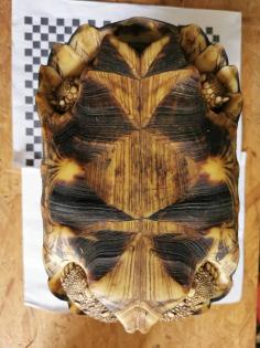 Geochelone Radiata 0.4 weibchen