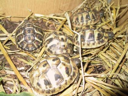 Schildkröten Thh Thb