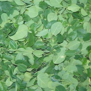 Moringa Kapseln