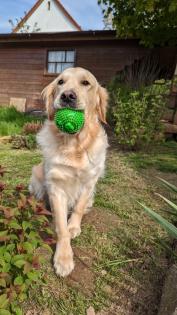 Golden Retriever Junge reinrassig
