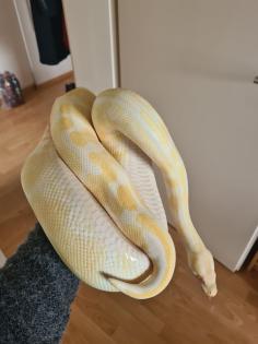 0.3 Königspython Spider HC Albino Butter inkl. Terrarack