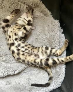 Reinrassige liebevolle Bengal Kitten mit Stammbaum