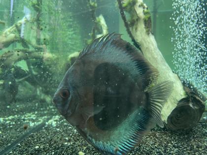 Diskusfische / Aquariumauflösung