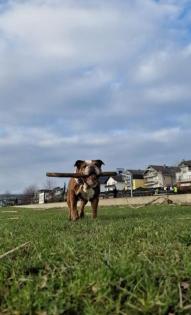 Englische Bulldoggen Hündin