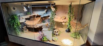 Terrarium mit Bartagamen Päarchen *Premium Eigenbau, eyecatcher*