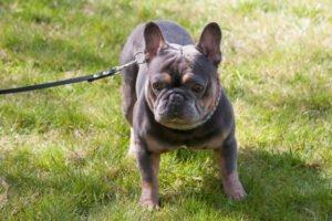 FRENCH HUGO - männlich 4 Jahre 34 cm 14 kg Französische Bulldogge Gechipt Nicht 