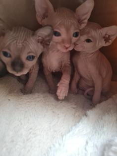 Sphynx Kitten 