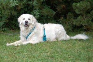 WHITHE AMY - weiblich 9 Jahre 55 cm 36 kg Golden Retriever Gechipt Kastriert Mit