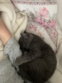 Zwei liebe BKH Kitten lilac + blue, weiblich
