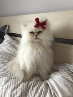 Wunderschöner Perserkater in liebevolle Hände abzugeben