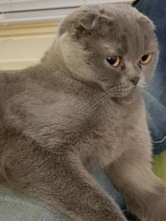 Liebe Scottish Fold BKH Shorthair Dame in Blue