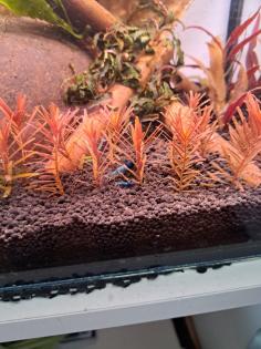 Neocaridina davidi Dark GreenJade  (Süßwasser Garnelen)