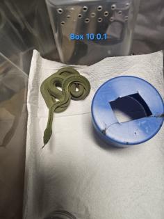 Philodryas baroni DNZ 08/25