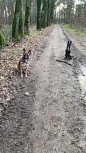Malinois Belgischer Schäferhund