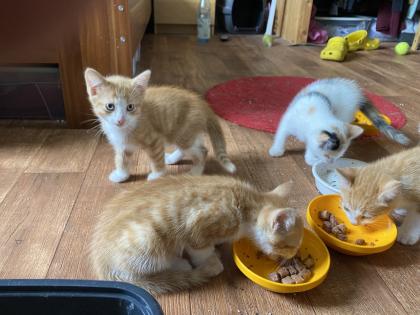 Rote Kater & Glückskatze - stubenreine, menschenbezogene Katzenbabys