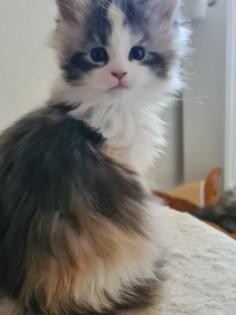 Maine-coon Kitten mit Stammbaum