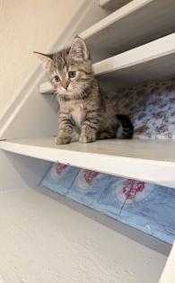 Süße Maine coon Mix katze, Mädel