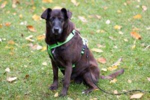 SANA - weiblich  7 Jahre  45 cm  19 kg  Mix  Gechipt  Kastriert