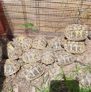 Griechische Landschildkröten NZ 2024