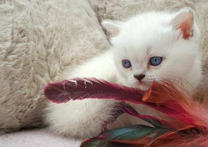 Britisch Kurzhaar (BKH) Kitten in chocolate und lilac (tabby) point